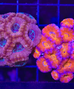 Wysiwyg 2 for 1 Acan Coral Colony Combo Pack (C29)