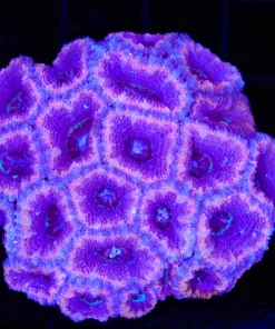 Wysiwyg Acan Coral COlony (C84)