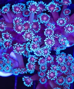Blue Flowerpot Coral Frag (C95)