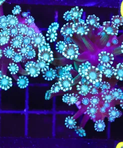 Alveopora Coral Frag (C79)