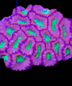 Wysiwyg Unique Acan Coral Colony (C98)