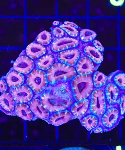 Wysiwyg Acan Coral Colony (C113)
