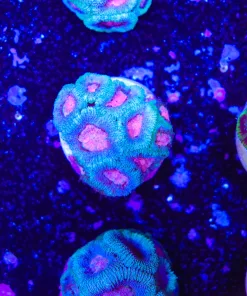 Cotton Candy Pink & Blue Micromussa Coral Frag (Row #45:B)