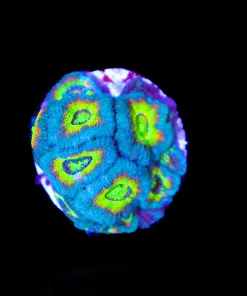 Temple Of Doom Micromussa Coral Frag (Row #53:B)