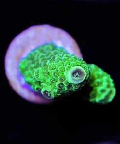 Wysiwyg Bali Green Slimer Acropora Frag [F150]