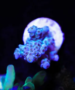 Wysiwyg Blue Tenuis Acropora Frag [F169]