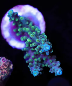 Wysiwyg Acropora Frag [F174 ]