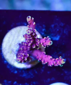 Wysiwyg Reef Raft Pink Cadillac Acropora Frag [F213]