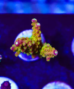 Wysiwyg Reef Raft Rainbow Loom Large Acropora Frag [F214]