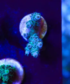 Wysiwyg Blue Acro Frag [F220]