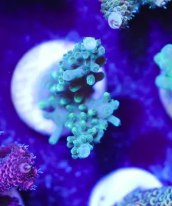 Wysiwyg Acropora Frag [F221]