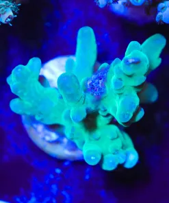 Wysiwyg Acropora Frag [F223]