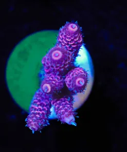 Wysiwyg Fuzzy Acropora Frag [F228]