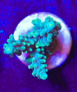 Wysiwyg Acropora Frag [F229]