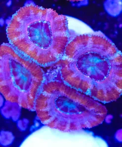 Purple Blue Acan Frag (Row #19)