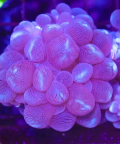 White / Blue Bubble Coral (C100)