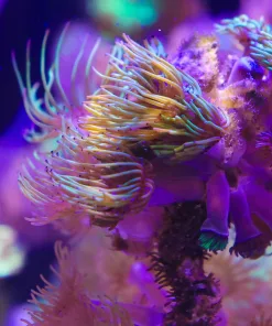 Green Venus Para Zoanthus Frag *incredibly rare - first time release* (SH)