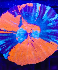 Wysiwyg War Paint Scoly (C112)