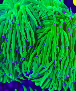 Pink Tip Hydra Torch (Single Head) (C9)