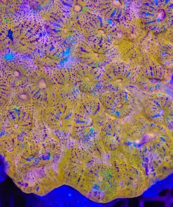 Orange Chalice Coral Frag
