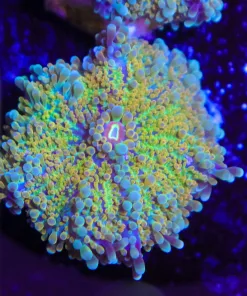 Sunshine Yuma Mushroom Coral Frag (row #99)