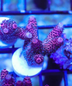 Raspeberry Millepora Frag (AC4)