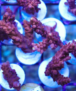 Red Acropora Frag (AC5)