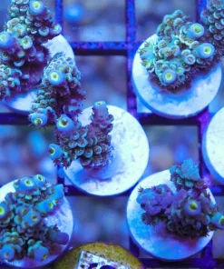 Dr Blue Acropora Tenuis Frag (AC6)