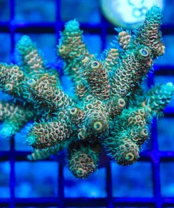 Wysiwyg Acropora Millepora Colony (AC7)
