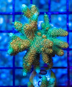 Wysiwyg Acropora Millepora Colony (AC10)