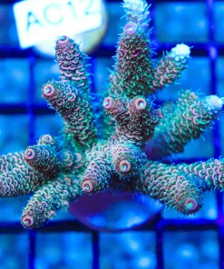 Wysiwyg Acropora Millepora Colony (AC11)