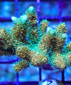 Wysiwyg Acropora Millepora Colony (AC14)