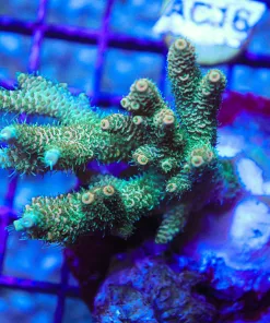 Wysiwyg Acropora Millepora Colony (AC15)