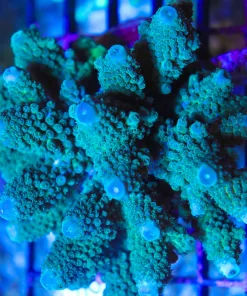 Wysiwyg Acropora Humilis Colony (AC20) *Pick up only*