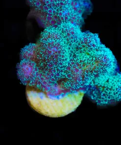 Jelly Belly Pocillipora Frag (Row #A1:B)