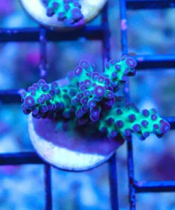 Grape Vine Acropora Frag (Row A5)