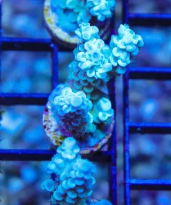 Icy Blue Acropora Frag (Row A5)