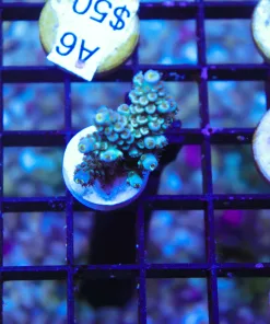 Blue Jasmine Acropora Frag (Row A6)