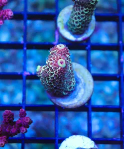 Wild Australian Acropora Spathulata Frag (A7)