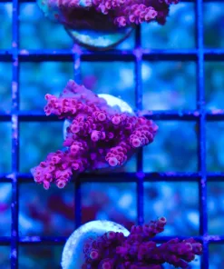 Blazing Pink Tabling Acropora Frag (Row A8)