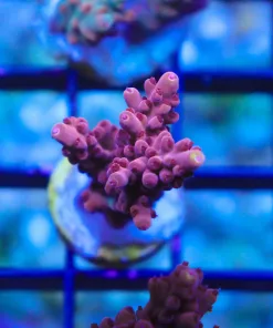 Red Tarantula Acropora Frag (Row A11)