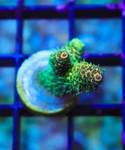 Sunset Millepora Frag (Row A12)