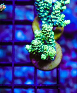 Hightlighter Xmen Tenuis Frag (Row A13:B)