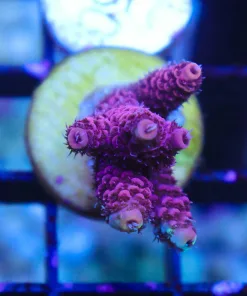 Raspberry Millepora Frag (Row A14)