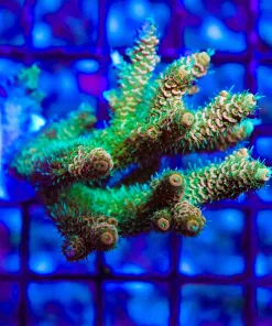 Wysiwyg Acropora Millepora Colony (AC16)