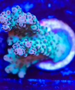 Wysiwyg Tabling Acropora Frag [F148]