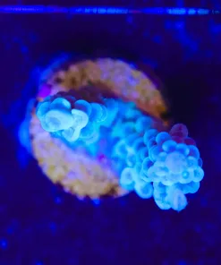 Wysiwyg Blue Acropora Frag [F150]