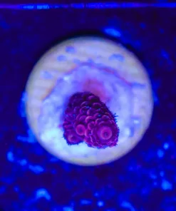 Wysiwyg Small Acropora Frag [F159]