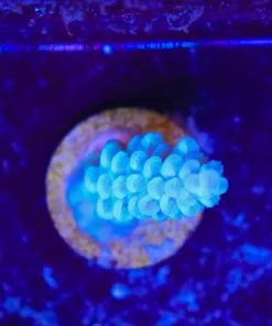Wysiwyg Small Acropora Frag [F166]