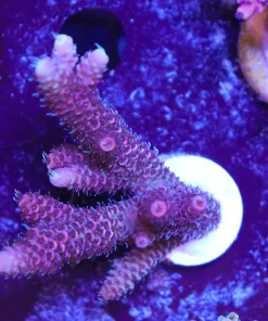Wysiwyg Large Acropora Frag [F167]